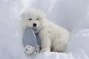Scarf: Samoyed dog in winter snow