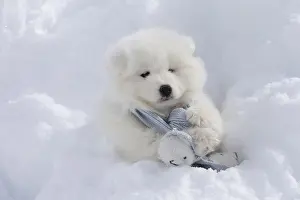 Scarf: Samoyed dog in winter snow