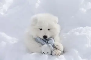 Scarf: Samoyed dog in winter snow