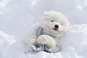 Scarf: Samoyed dog in winter snow