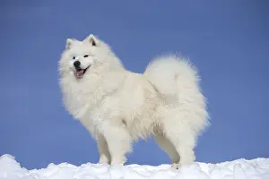 210318: Samoyed dog in winter snow