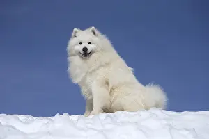 210318: Samoyed dog in winter snow