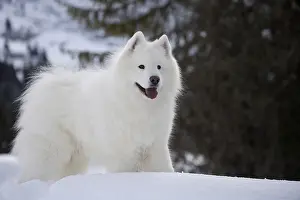 210318: Samoyed dog in winter snow