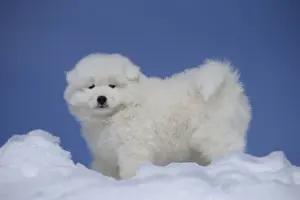 210318: Samoyed dog in winter snow