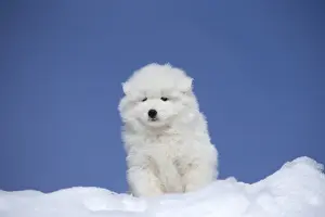 210318: Samoyed dog in winter snow