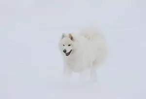 210318: Samoyed dog in winter snow