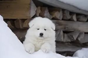210318: Samoyed dog in winter snow