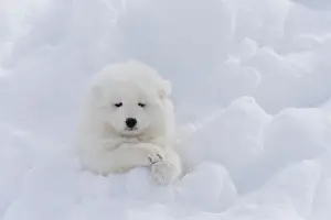 210318: Samoyed dog in winter snow