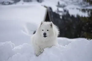 210318: Samoyed dog in winter snow