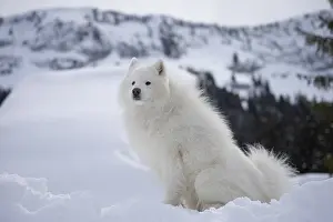210318: Samoyed dog in winter snow