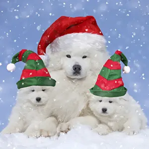 040718: Samoyed Dogs, wearing Christmas and Elf hats. Digital