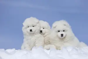 210318: Samoyed dogs in winter snow