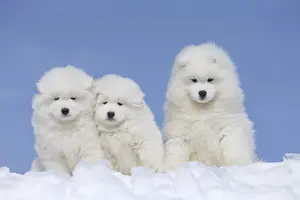 210318: Samoyed dogs in winter snow