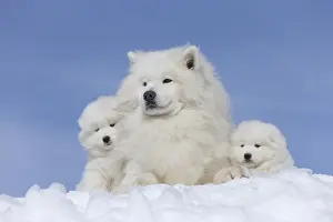 210318: Samoyed dogs in winter snow