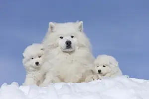 210318: Samoyed dogs in winter snow