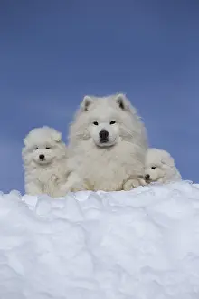 210318: Samoyed dogs in winter snow
