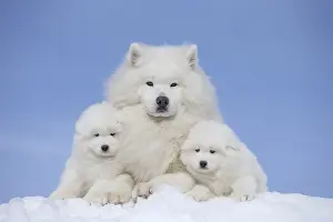 210318: Samoyed dogs in winter snow