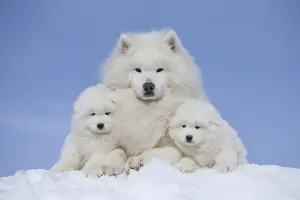 210318: Samoyed dogs in winter snow