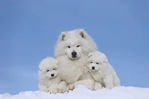 210318: Samoyed dogs in winter snow