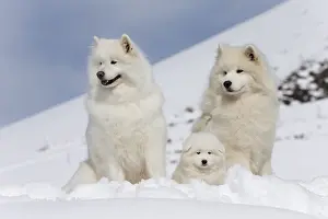 210318: Samoyed dogs in winter snow