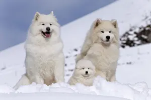 210318: Samoyed dogs in winter snow