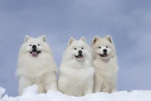 210318: Samoyed dogs in winter snow