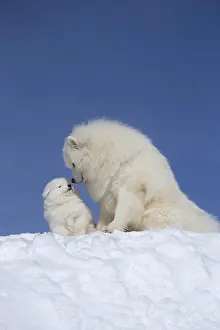210318: Samoyed dogs in winter snow