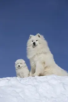 210318: Samoyed dogs in winter snow