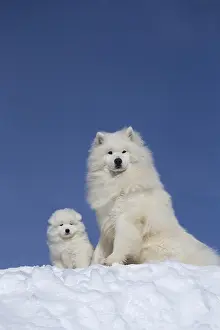 210318: Samoyed dogs in winter snow