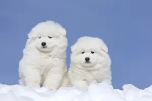 210318: Samoyed dogs in winter snow