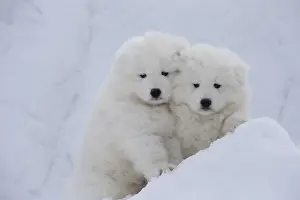 210318: Samoyed dogs in winter snow