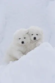 210318: Samoyed dogs in winter snow
