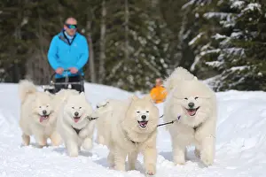 Pulling: Samoyed dogs in winter snow