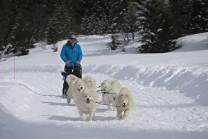 Pulling: Samoyed dogs in winter snow