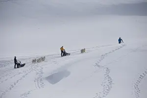 Pulling: Samoyed dogs in winter snow