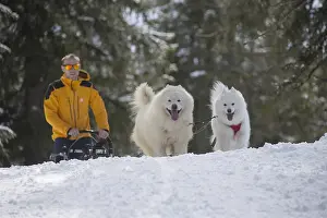 Pulling: Samoyed dogs in winter snow