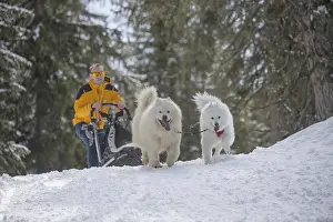 Pulling: Samoyed dogs in winter snow