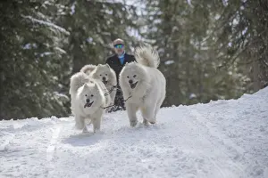 Pulling: Samoyed dogs in winter snow