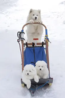 210318: Samoyed dogs in winter snow