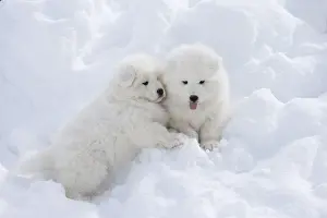 210318: Samoyed dogs in winter snow
