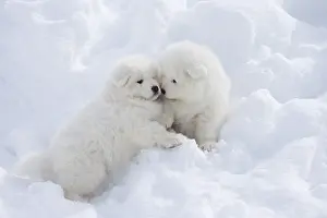 210318: Samoyed dogs in winter snow