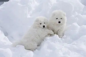 210318: Samoyed dogs in winter snow