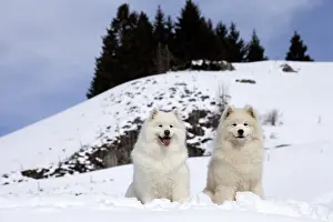 210318: Samoyed dogs in winter snow