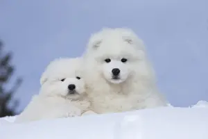 210318: Samoyed dogs in winter snow