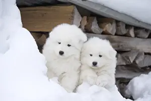 210318: Samoyed dogs in winter snow