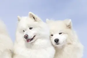 210318: Samoyed dogs in winter snow