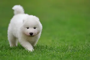 Samoyed: Samoyed Domestic dog (Canis lupus familiaris), running