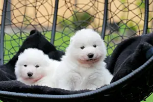 Samoyed: Samoyed Domestic dog (Canis lupus familiaris), two