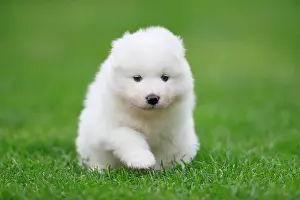 Samoyed: Samoyed Domestic dog (Canis lupus familiaris), walking
