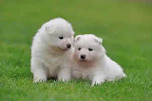 Samoyed: Samoyed Domestic dog (Canis lupus familiaris), two